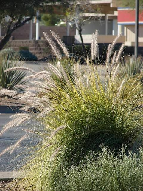 Capim Texas Verde - comprar online