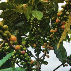 Banner de la categoría Café de Especialidad