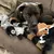 Brinquedo sem Preenchimento para Pet - comprar online