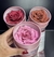 Blush Flor