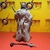 Star wars Tusken raider Vintage collection hasbro en internet