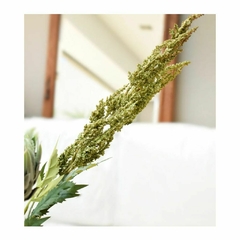 Kala-Vara Solidago - comprar online