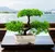 Bonsai Artificial Pequena Árvore, Plantas De Pote De Simulação, Flores Falsas
