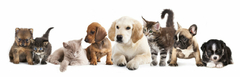 Banner de la categoría Mascotas