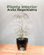 Aralia Elegantisima - comprar online