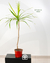 Dracaena marginata en internet
