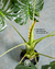 Monstera en internet