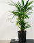 Raphis excelsa - comprar online
