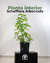 Schefflera Arboricola - comprar online
