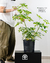 Schefflera Arboricola - Francinadeco