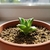 SucuAire – Aire Purificador (Sansevieria) - comprar online