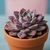 Terracota Viva – Echeveria Rosa + Maceta Artesanal