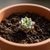 SucuAire – Aire Purificador (Sansevieria)
