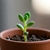 MiniDesierto – Haworthia Zebra