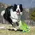 ? Wobble Wag Giggle Ball – Brinquedo Interativo para Cães com Sons Divertidos | Estimula, Entretem e Chama Atenção do Pet na internet