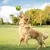 ? Wobble Wag Giggle Ball – Brinquedo Interativo para Cães com Sons Divertidos | Estimula, Entretem e Chama Atenção do Pet na internet