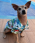 Camisa para pet- Estilo praia Clara - comprar online