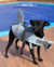 Colete Salva-Vidas para Cachorros - Segurança Aquática na internet