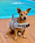 Colete Salva-Vidas para Cachorros - Segurança Aquática - comprar online