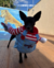 Fantasia Pet Chucky na internet
