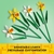 Lego® Botanical 40747 Narcisos | Flores Daffodils | 216 Piezas - Konekotekka Games