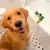 Petz Jet - A maneira rápida de dar banho em qualquer pet! - comprar online