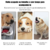 Lançador Automático de Bolas para Cães – Brinquedo Interativo com 6 Bolinha