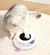 Corre, Miau! Pega, Au Au!” – A Bola Maluca que Seus Pets Vão Amar! - comprar online