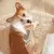 Escova vaporosa para animais de estimação na internet
