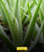 Da Planta, Para o Produto, Para Você 