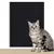 TAPETE ADESIVO ARRANHADOR DE GATO - comprar online