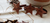 SERVILLETERO estrella pack x 4 en internet