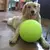 Imagem do Bola de Tênis Gigante para Cães e Gatos – Diversão Extra em Tamanho Famíli
