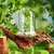 Cúpula de Vidro Para Plantas - Vela
