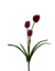 Buquê de Tulipa 10784