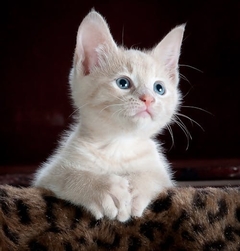 Banner da categoria Gatos