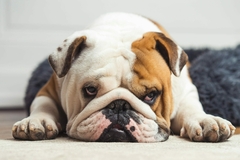 Banner da categoria Cães