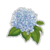 hortensia