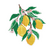 limoni