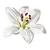 lilium