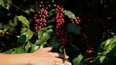 Frutas cítricas - loja online