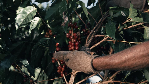 Carrusel Cora Torrefação