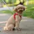 Conjunto de Arnês Ajustável para Cachorro e Gato Colete para Cães Trela Pet