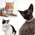 Coleira de corrente para cães, luxo, dourada, corrente de metal para animais de - loja online
