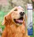 Limpador de dentes para cães de estimação, removedor de tártaro, caneta dent - loja online