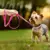 Imagem do Coleira de cachorro cristal glitter strass coleiras para animais de estimação