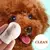 Toalhetes para olhos de animais de estimação, cães e gatos, tearmark, toalhet - Petz Promoções