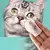 Toalhetes para olhos de animais de estimação, cães e gatos, tearmark, toalhet - comprar online
