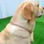 Coleira cubana de diamante para corrente de cachorro, coleira de corrente de met - loja online