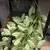 Videira Artificial Tropical Verde 100cm — Folhagem Decorativa Pendurada na internet